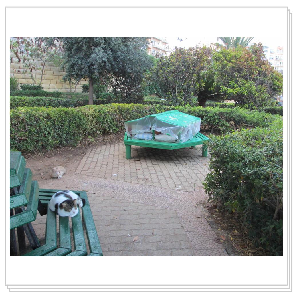 Кошки Мальты