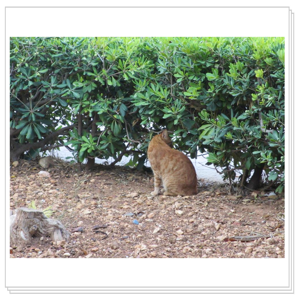 Кошки Мальты