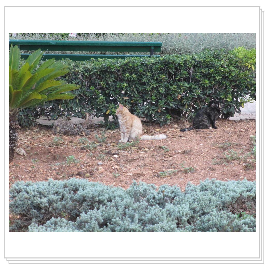 Кошки Мальты