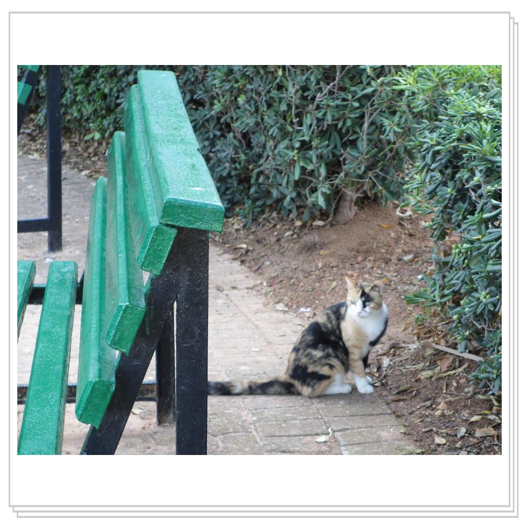 Кошки Мальты