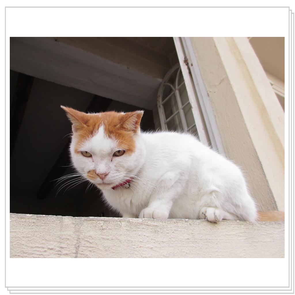 Кошки Мальты