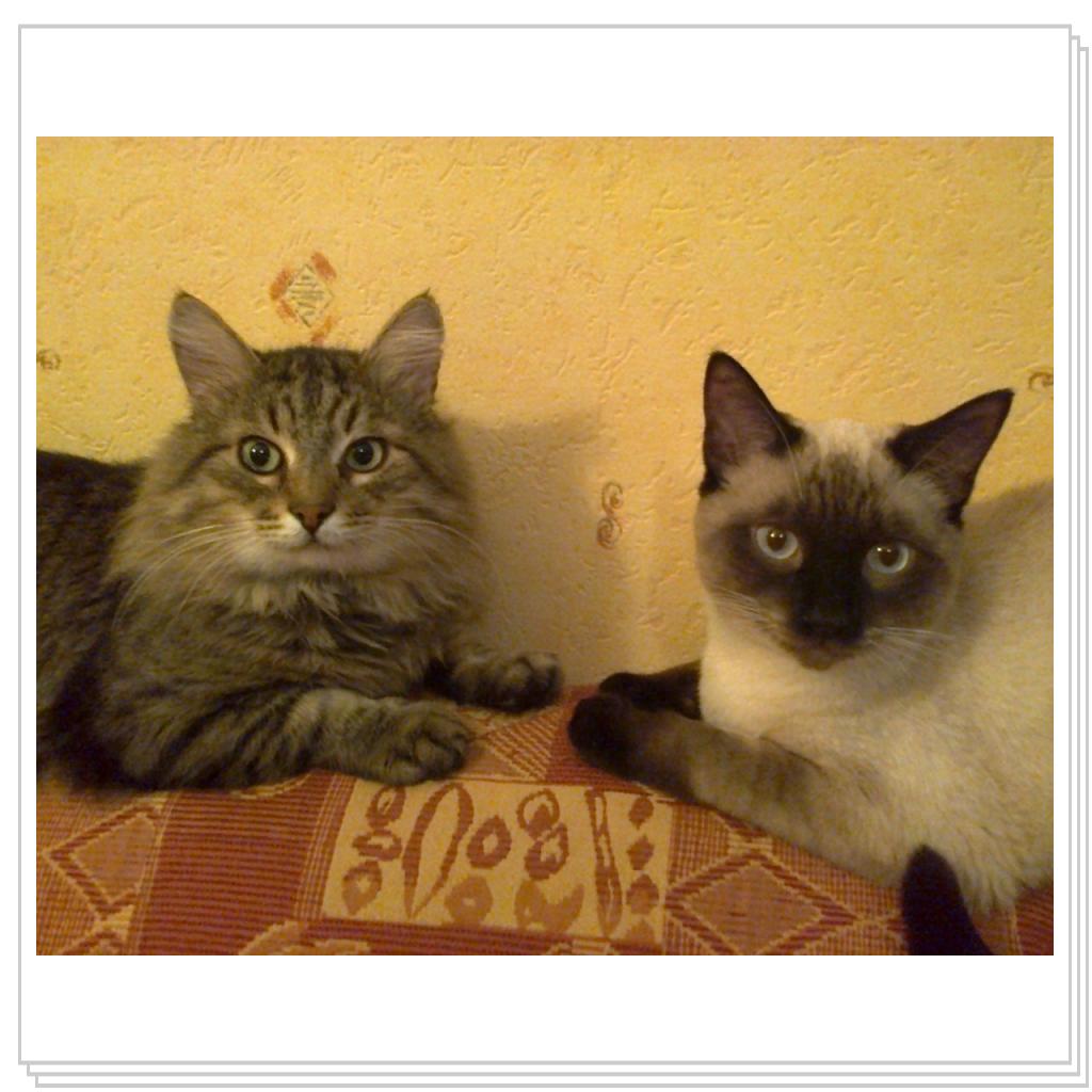 Немного котов..