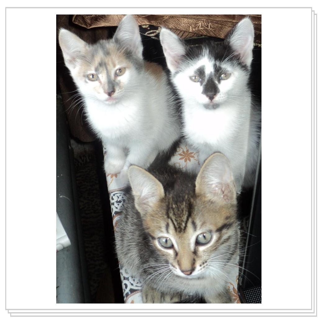 Брат с сестричками