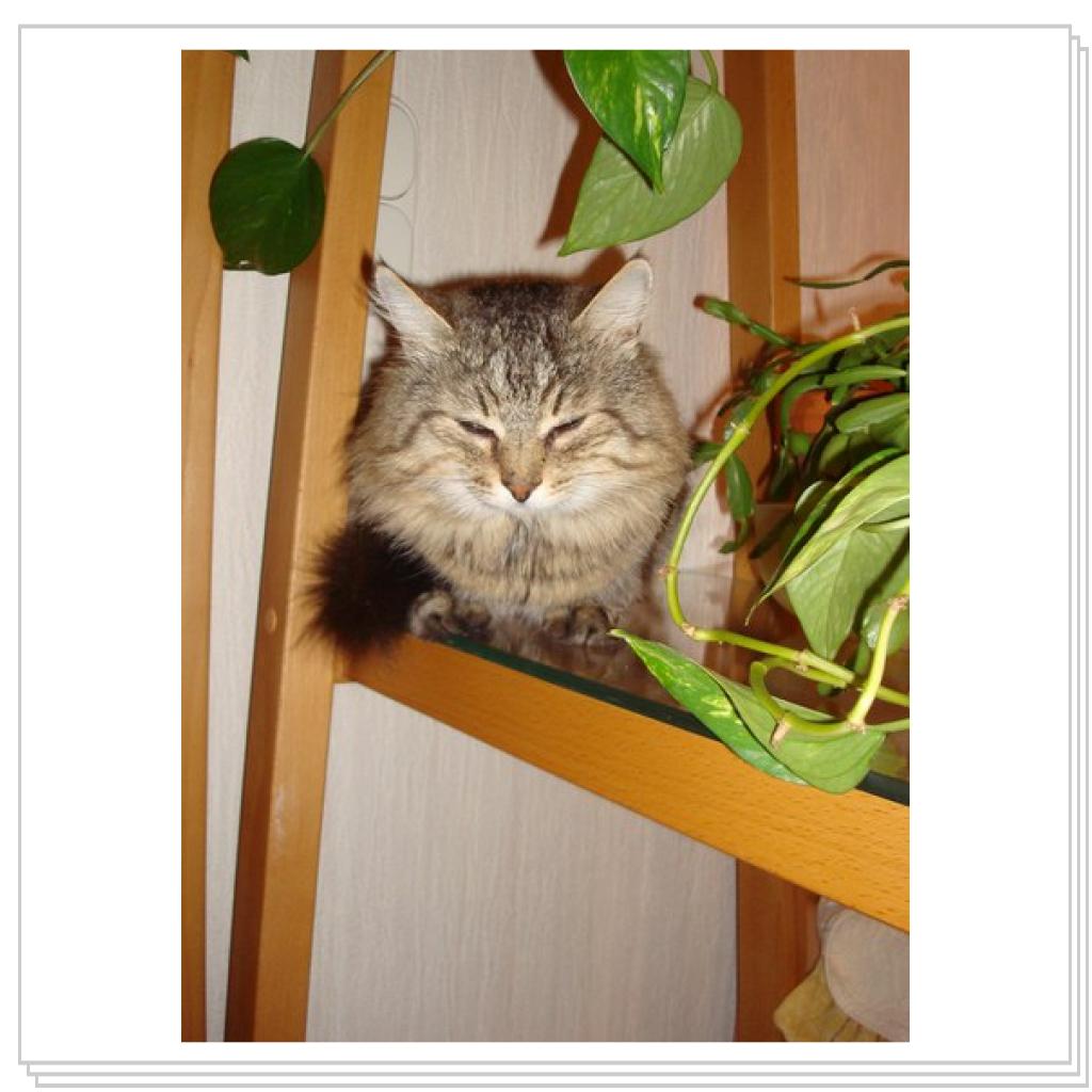 Кузьма