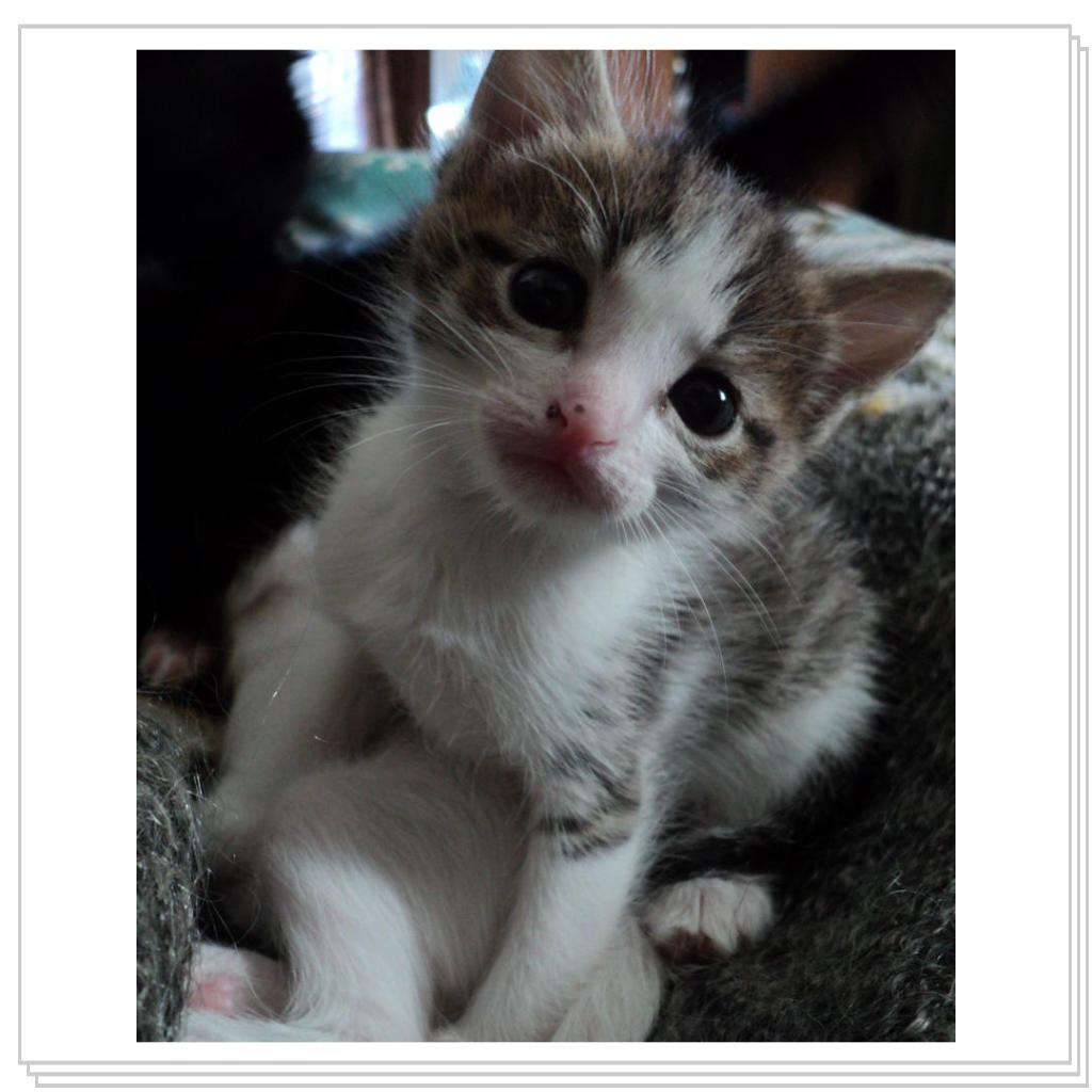 Любопытство