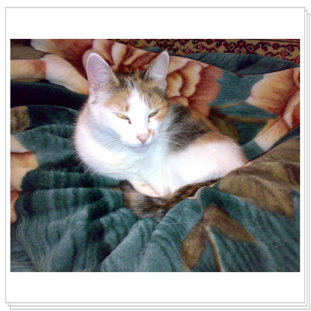 Мои питомцы