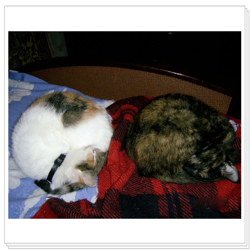 Мои питомцы