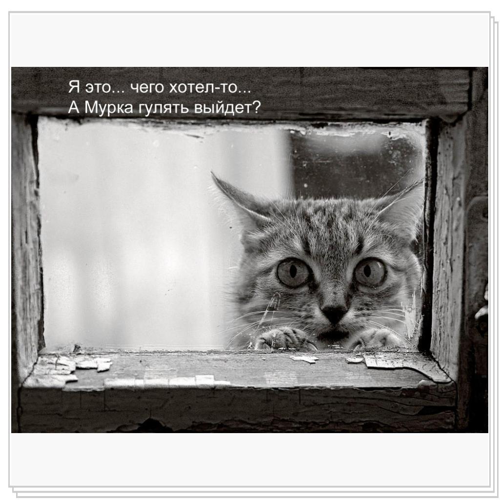 На прогулку пойдем?