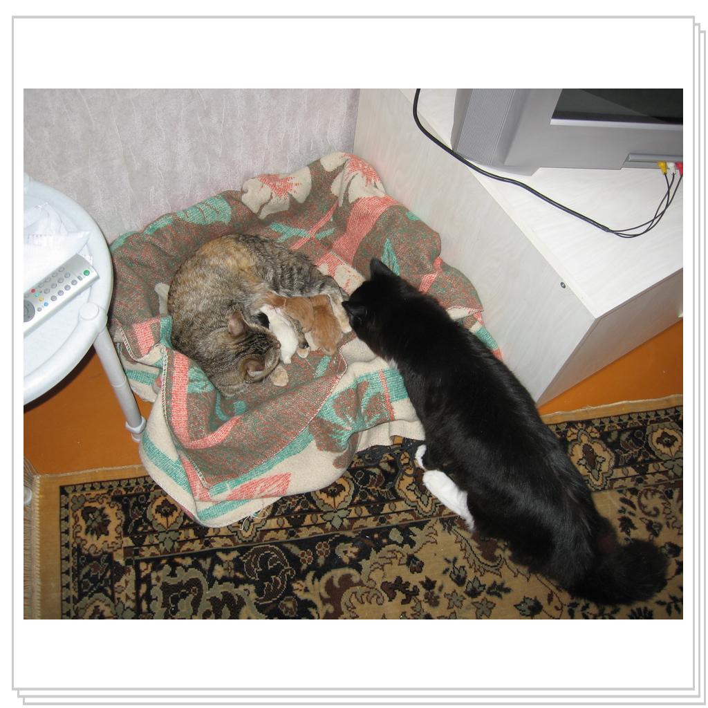 Котята родились через год совместной жизни...давно это было, аж в 2009 году!