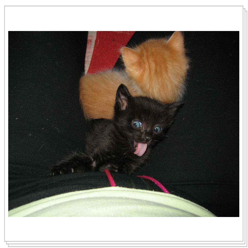 вы еще мои когти не видели!