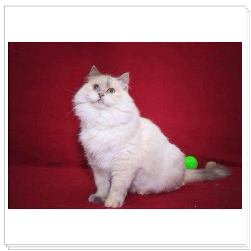 Просто кошки