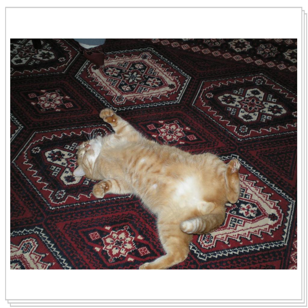 Рыжий Котик Персик - Рыжее Счастье