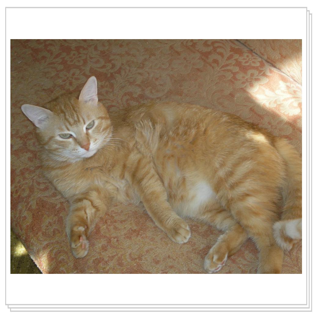 Рыжий Котик Персик