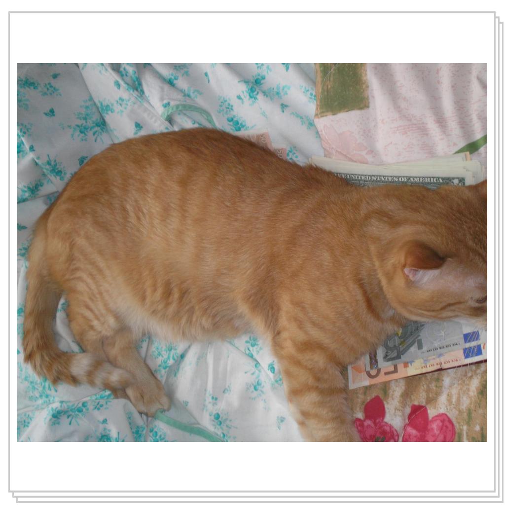 Рыжий Котик Персик - Финансовое Благополучие