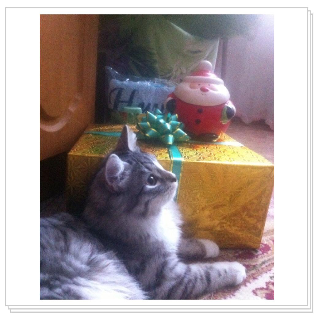 С Новым Годом мяууу