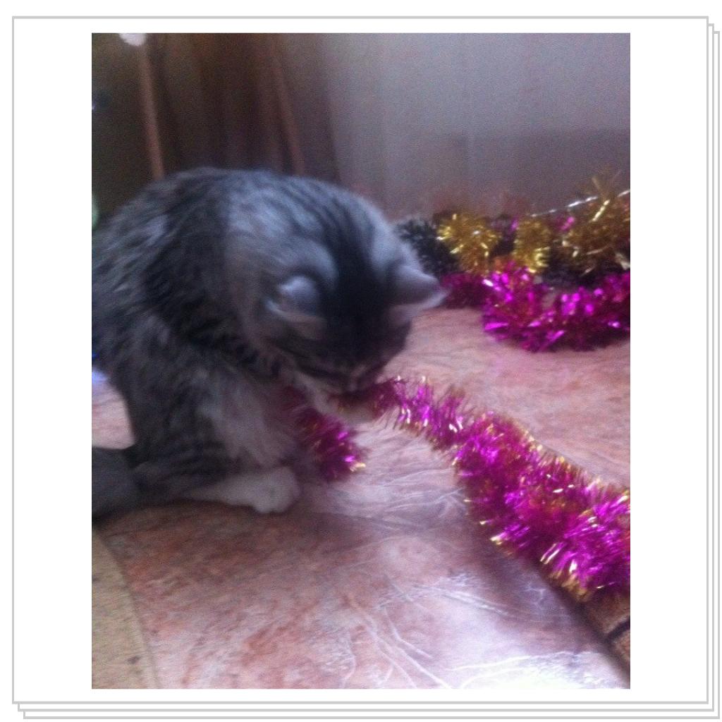 С Новым Годом мяууу