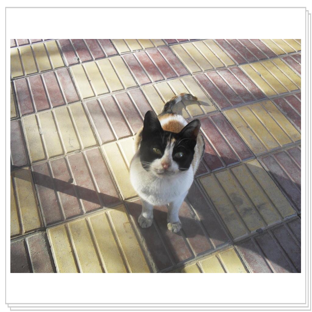 Кошки Eгипта