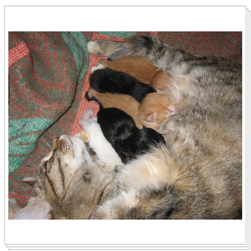 Кормление...