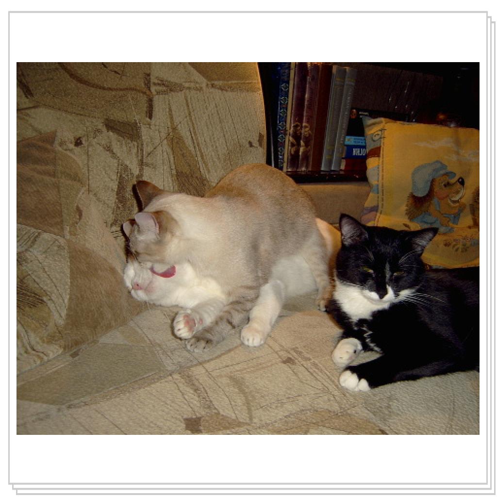 Дынча вылизывает свою приемную маму-Дася. А рядом- Джима