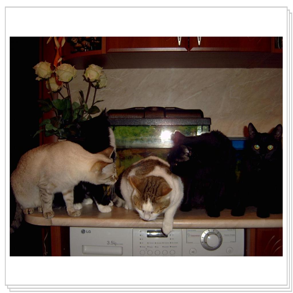 Дынча,Джима,Дася,Сема и Сева