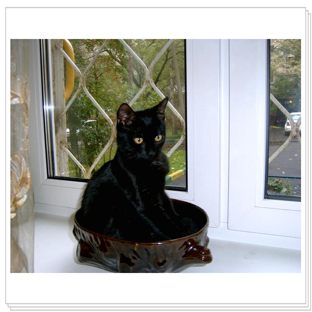 Сева размышляет это миска или лоток ?????