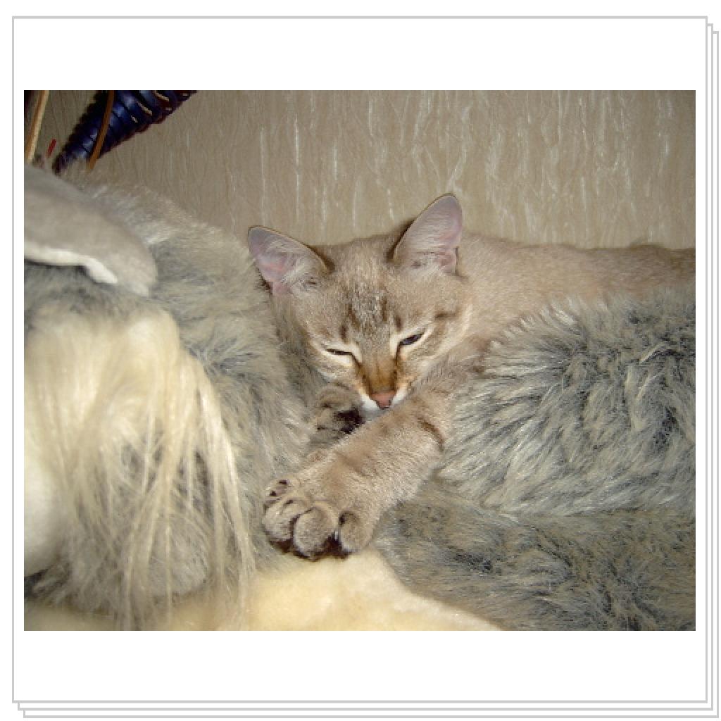 Дынча. Вот так я сплю...