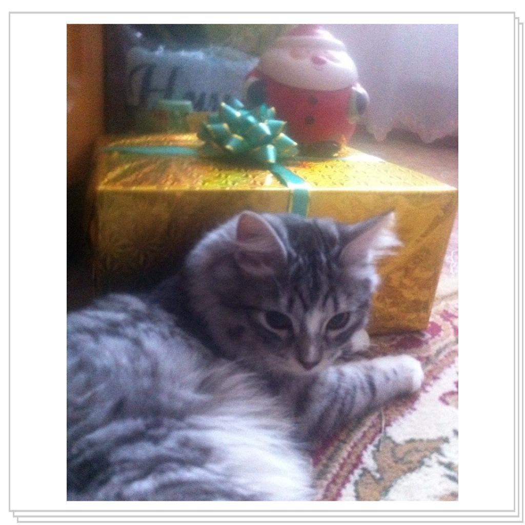 С Новым Годом мяууу