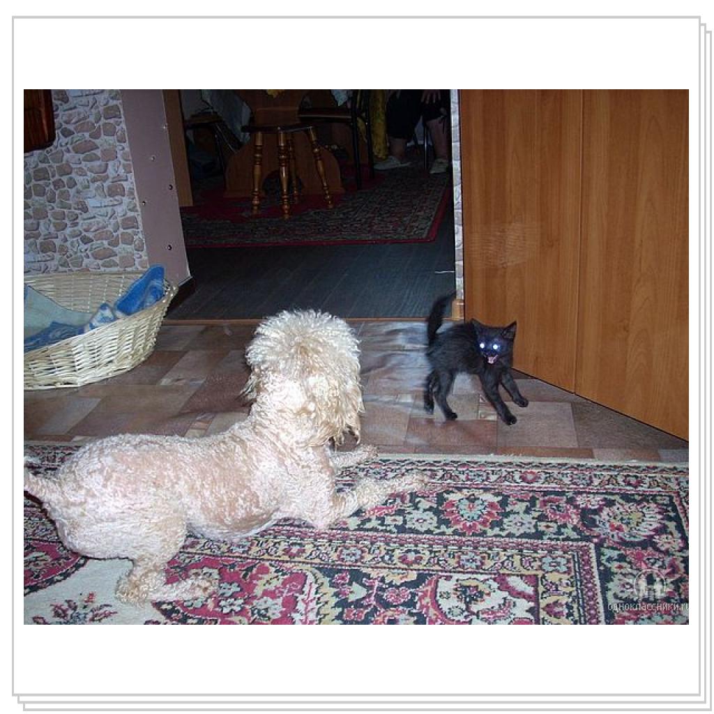 Кошки-очарование моё!