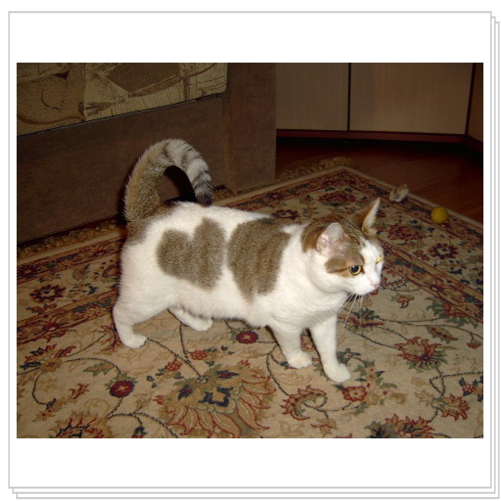 Дася- любящее сердце. Не зря у нее на боку сердечко