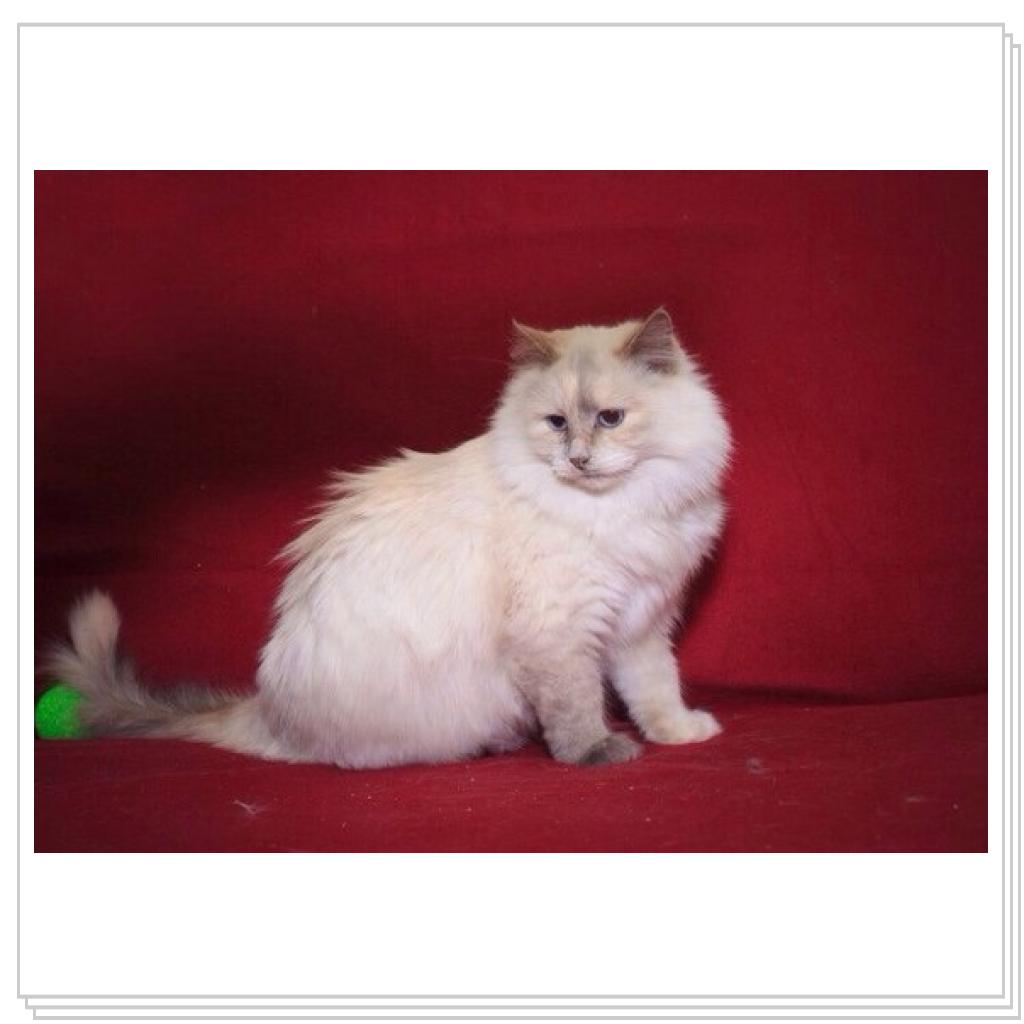 Просто кошки