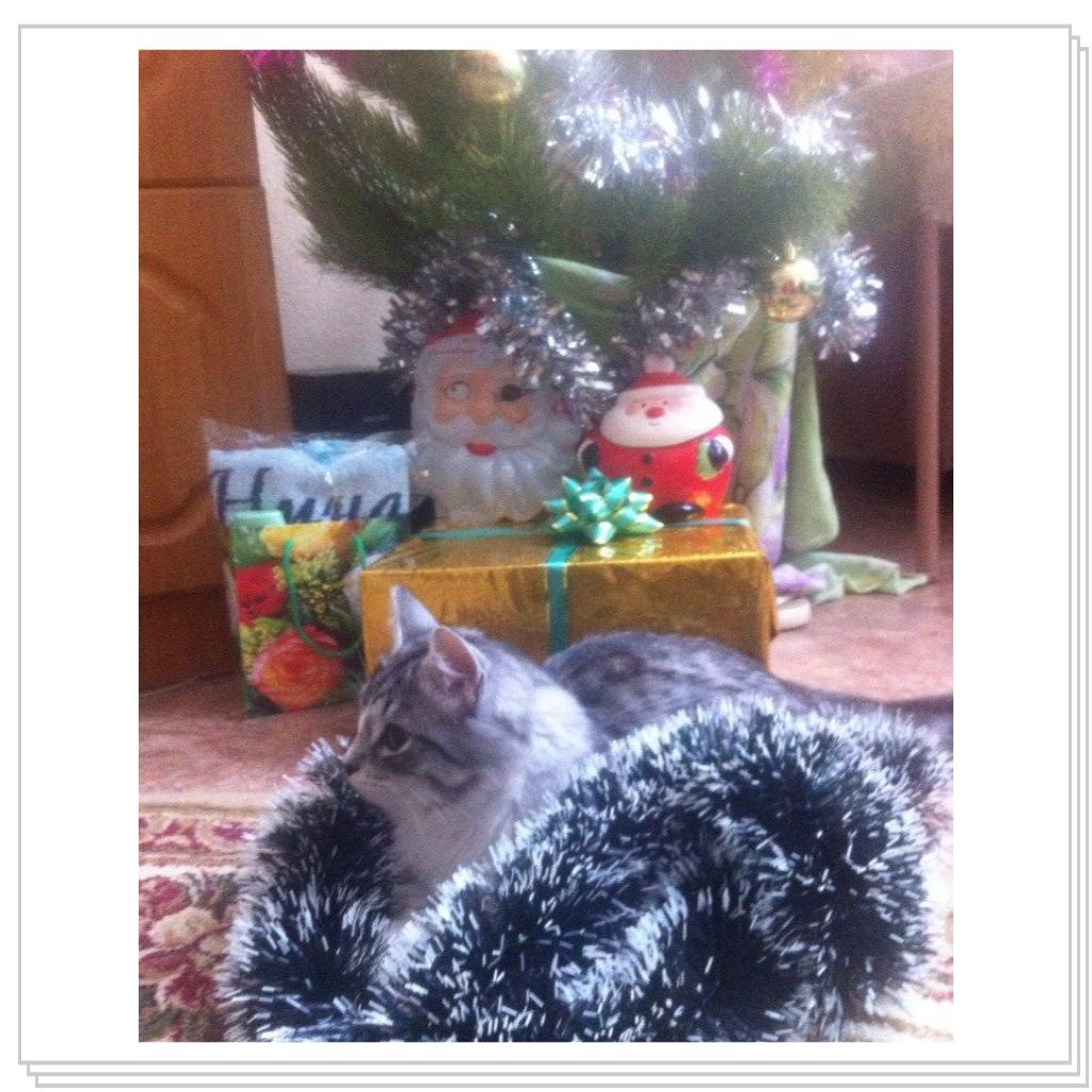 С Новым Годом мяууу