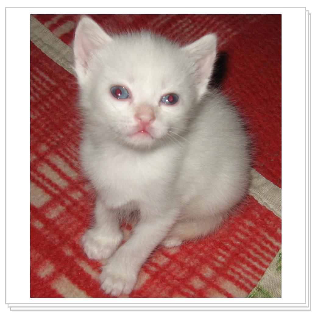 Белый и пушистый!