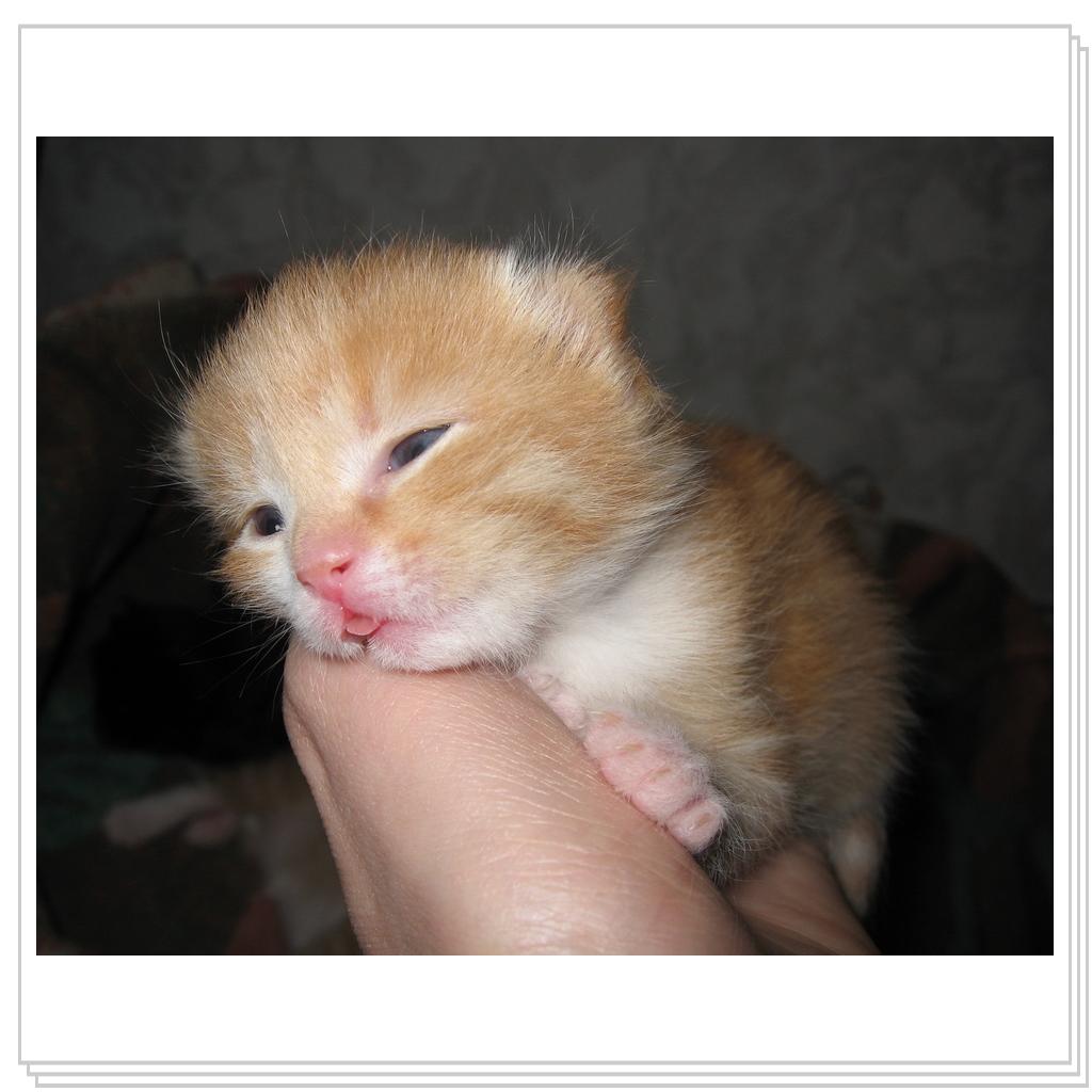 Еще мы умеем язык показывать