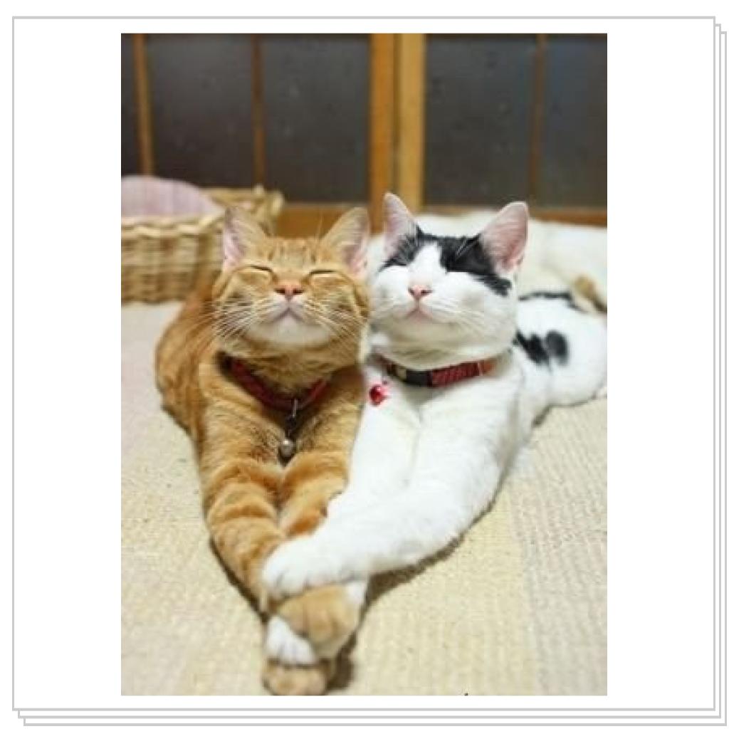 Просто кошки