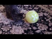 Preview image for the vneshnee video youtube &quot;Шотландская кошка. Мила и шарик. (Scottish cat. Mila and ball)&quot;.