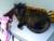 Profile picture for user bastet1108