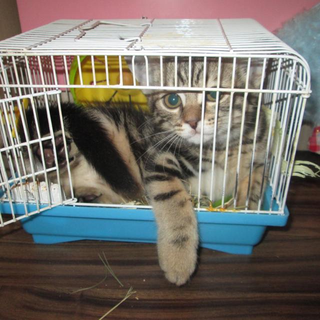 Любимое место Кекса - это клетка его подруги, хомячки Белки. Пока та прогуливается по квартире, кот незамедлительно занимает ее домик.