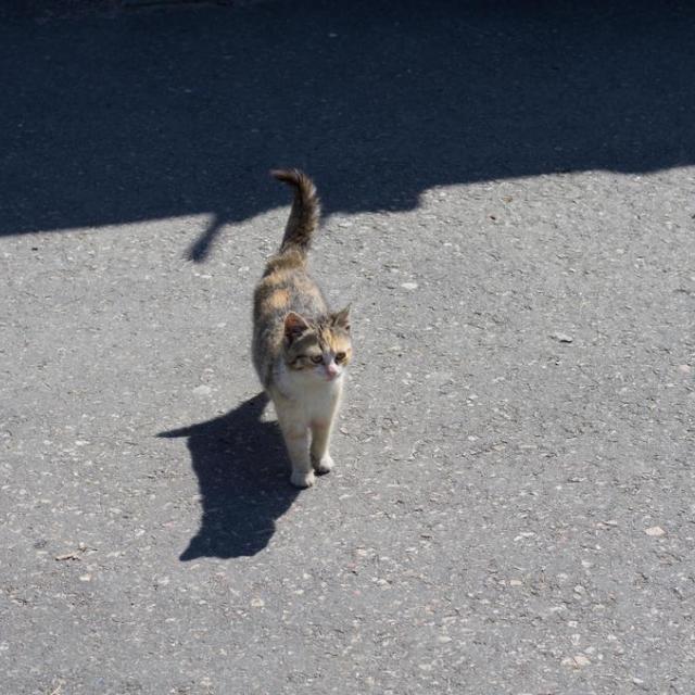 когда буду еще раз в Крыму, обязательно буду брать с собой на прогулку кошачий корм