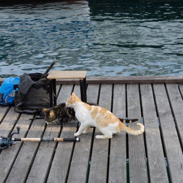 Кошки на рыбалке