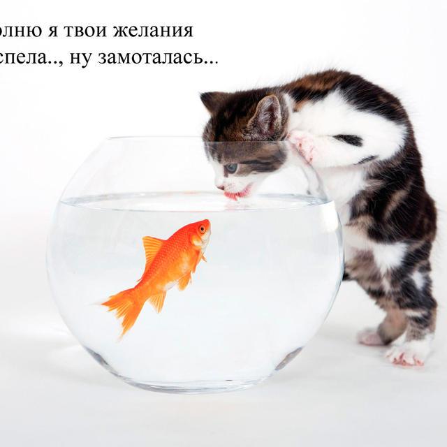 Кот и золотая рыбка