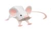 Мышь белая из бумаги